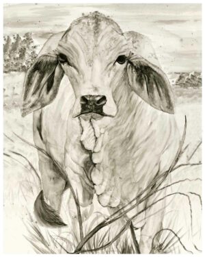 Brahman Heifer Print | Whisper