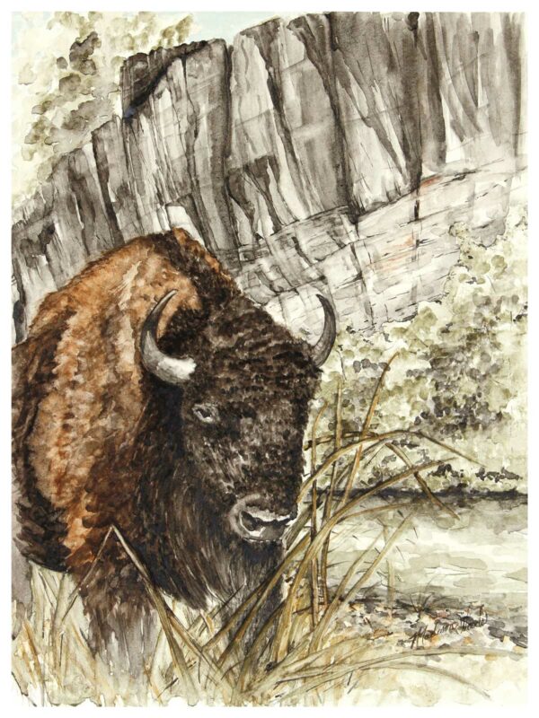 Bison at Buffalo River | Namesake