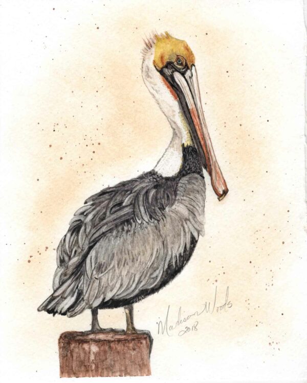 A brown pelican by Madison Woods in Ozark pigments.