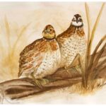 Bobwhite quail in Ozark pigments by Madison Woods. Title: A Curious Pair.