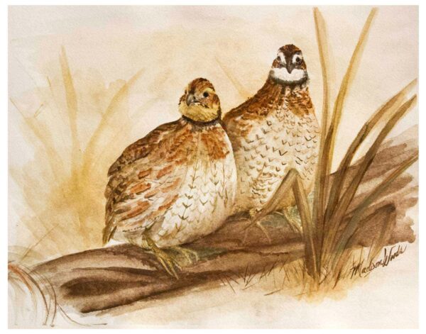 Bobwhite quail in Ozark pigments by Madison Woods. Title: A Curious Pair.