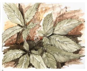 American ginseng painting in Ozark pigments.