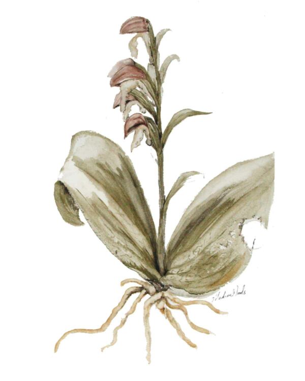 A painting of the showy orchid in Ozark pigments by Madison Woods.