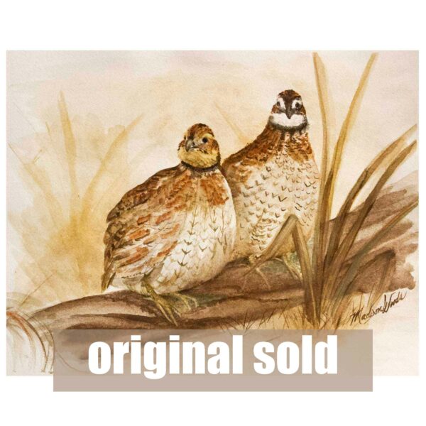 A Curious Pair | Bobwhite Quail