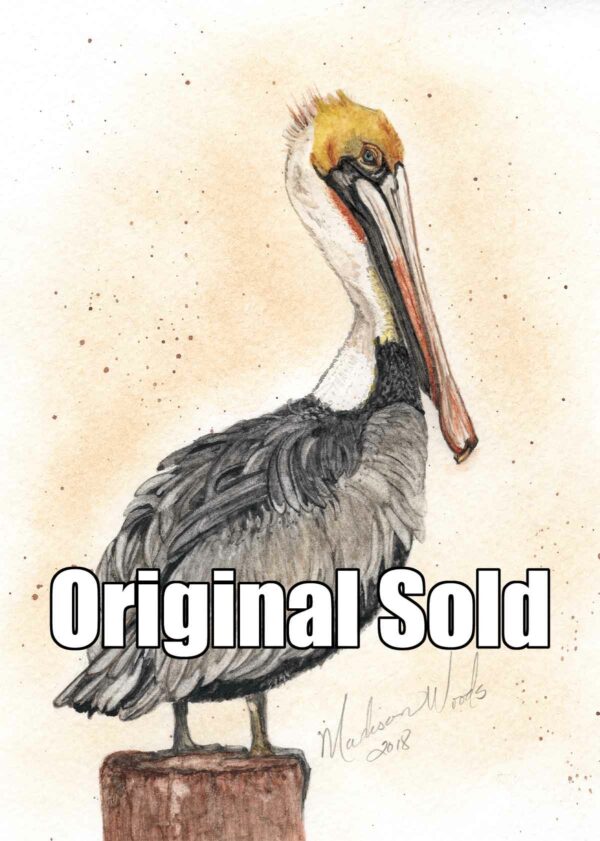 Pelican No. 1