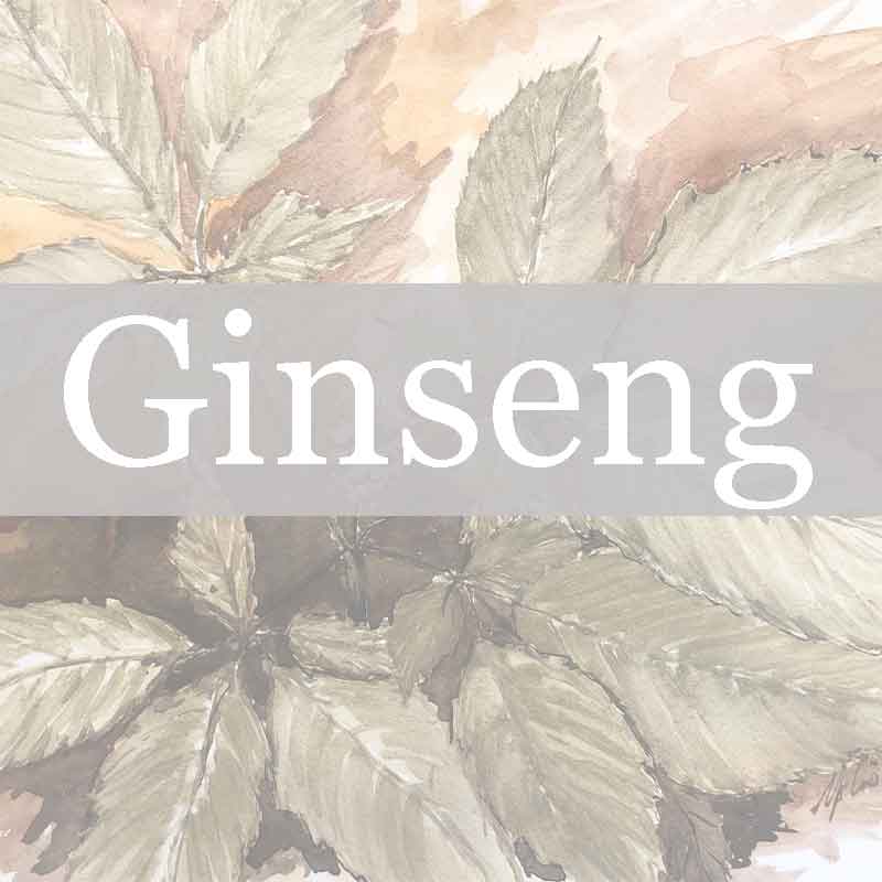 Ginseng Nursery