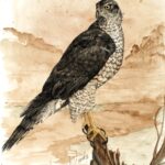 Sitting Goshawk is the first of two goshawks painted in Ozark pigments by Madison Woods.