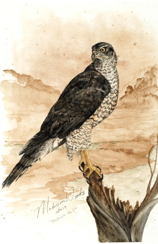 Sitting Goshawk is the first of two goshawks painted in Ozark pigments by Madison Woods.