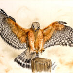 On the cusp, a red-shouldered hawk painting by Madison Woods. Prints and notecards are available.