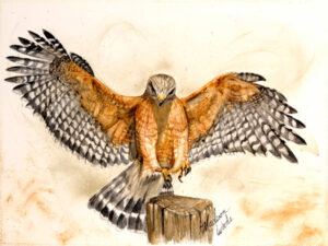 On the cusp, a red-shouldered hawk painting by Madison Woods. Prints and notecards are available.