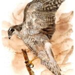 Painting of a goshawk by Madison Woods.