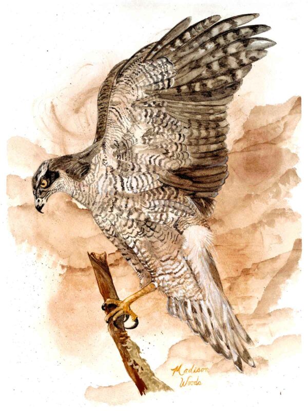 Painting of a goshawk by Madison Woods.