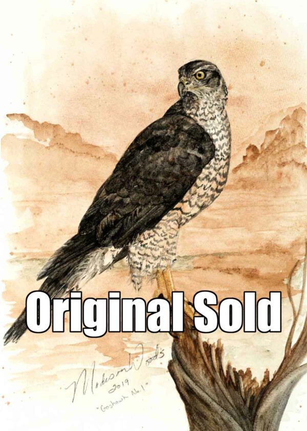 Product image for Sitting Goshawk painting.