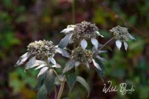 Wild White-Leaf Mountain Mint (Pycnanthemum albescens)