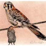 A painting of a kestrel with prey by Madison Woods.