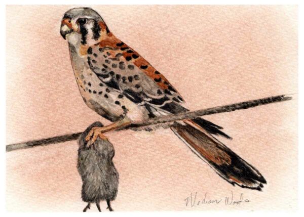 A painting of a kestrel with prey by Madison Woods.