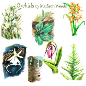 Orchid drawings by Madison Woods.