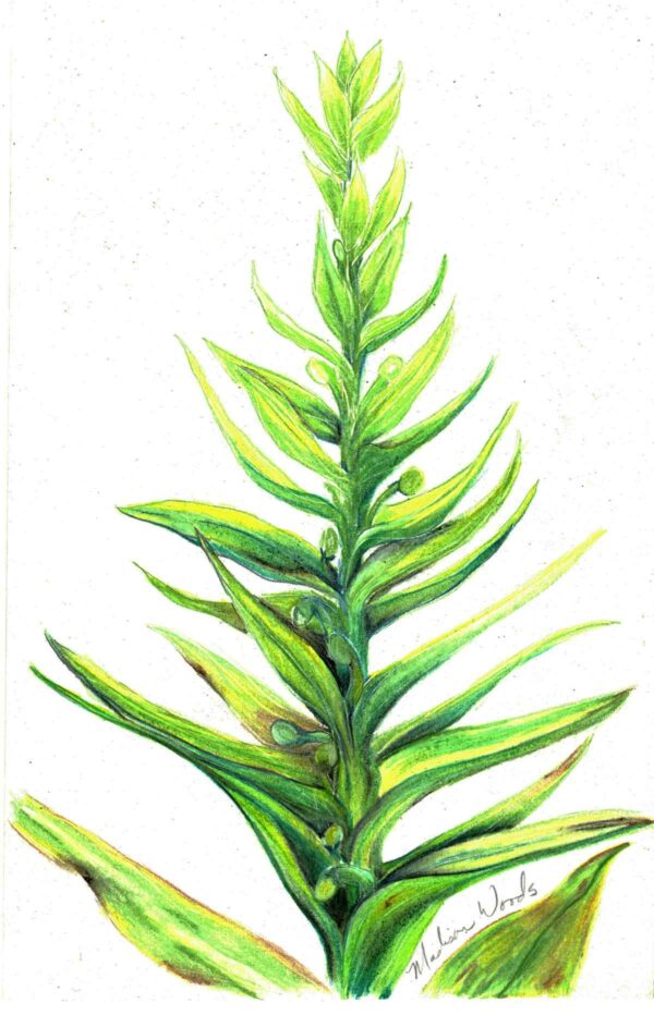 Hawaiian bog orchid drawing by Madison Woods.