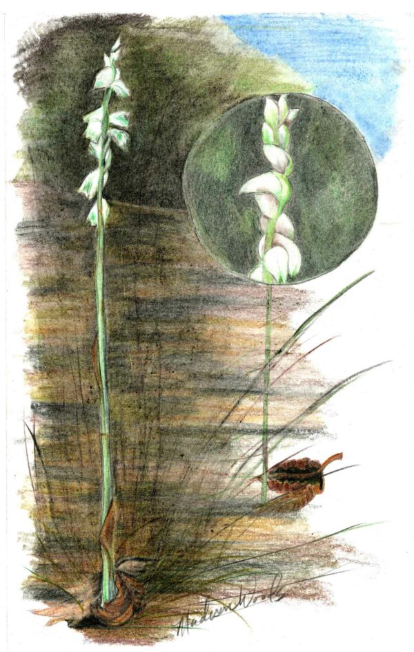 Drawing of Lady's Tresses by Madison Woods.