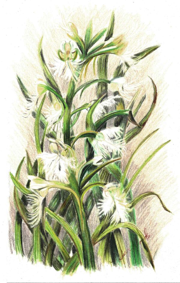 A drawing of Easter Prairie Fringed orchid by Madison Woods.