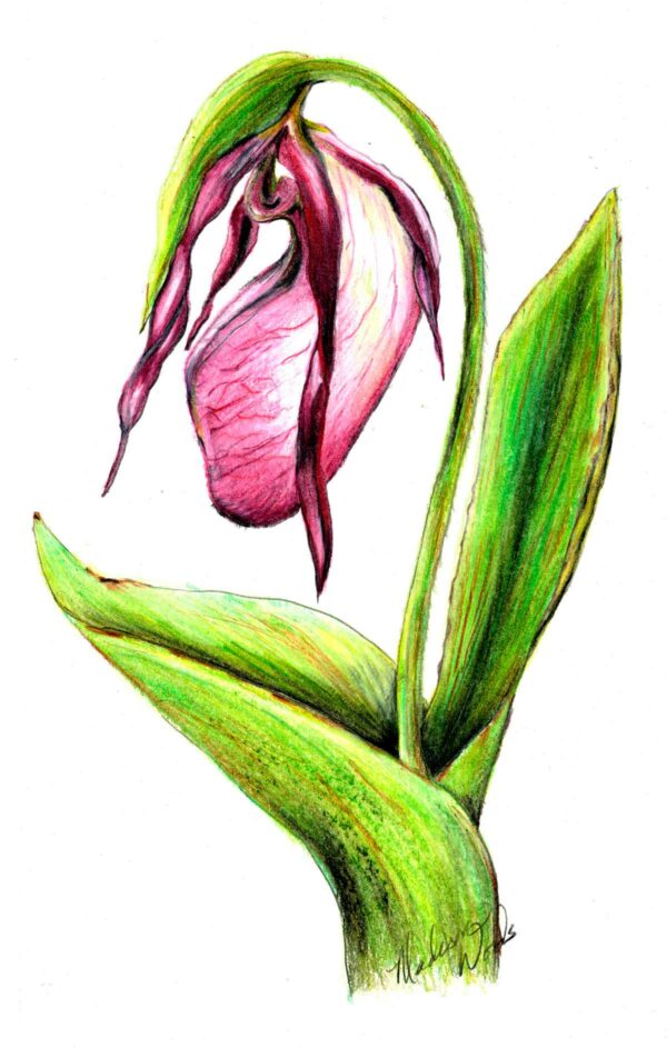 A pink lady slipper drawing by Madison Woods from the Orchid Drawing Collection.