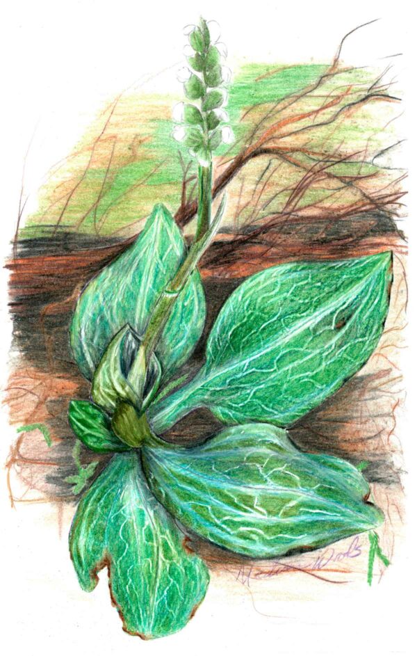 Rattlesnake plantain drawing by Madison Woods.