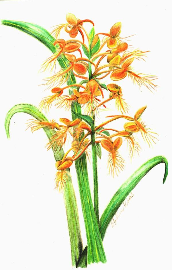 Drawing of Yellow-fringed orchid by Madison Woods.