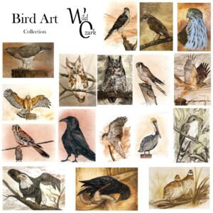 Bird Art Collection (Archival Prints)