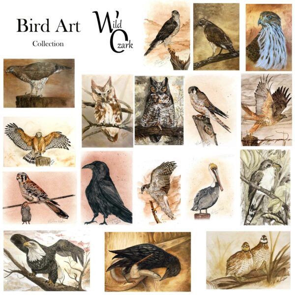 Bird Art Collection (Archival Prints)