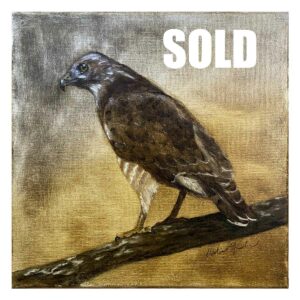 Free Will | Broad-winged Hawk Painting #1