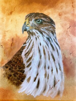 Blue-eyed Juvie | Cooper's Hawk Original Painting