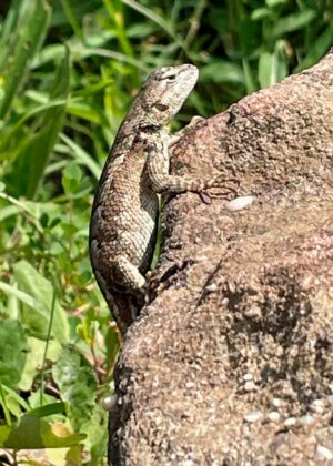 A photograph of an eastern fence lizard by Madison Woods.