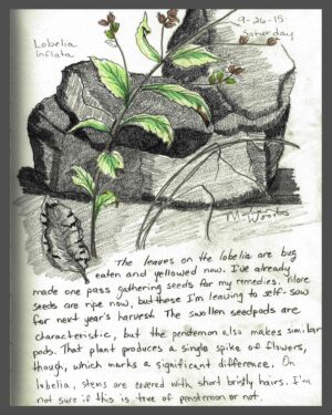 Herb Walk & Nature Journaling at Wild Ozark