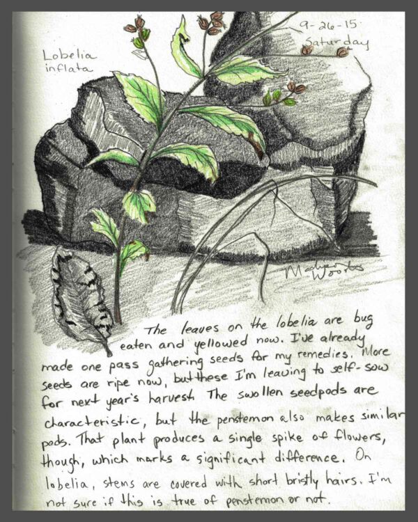 Herb Walk & Nature Journaling at Wild Ozark