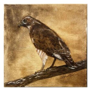 Fine art prints of my broad-winged hawk painting.