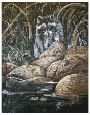 print with white border of Raccoon on the Rocks.