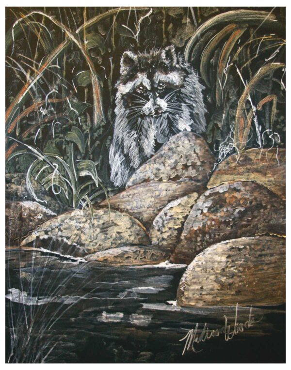 print with white border of Raccoon on the Rocks.